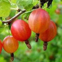 Саженцы крыжовника