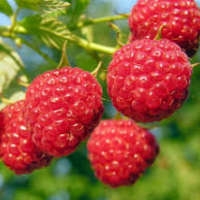 Саженцы малины