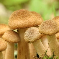 Мицелий грибов