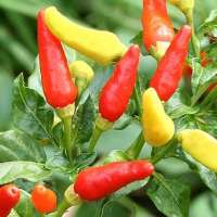 Семена перца острого