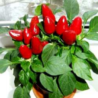 Огород на подоконнике