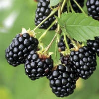 Саженцы  ежевики садовой