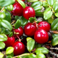 Саженцы клюквы