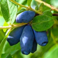 Саженцы жимолости