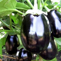 Семена баклажан