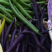 Семена фасоли