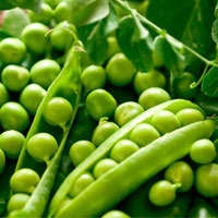 Семена гороха