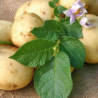 Семена картофеля
