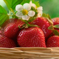 Семена клубники и земляники