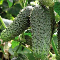 Семена огурцов