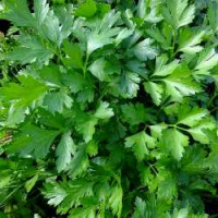 Семена петрушки