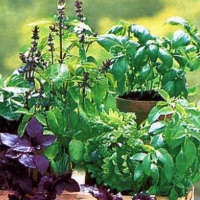 Семена пряно-вкусовых и лекарственных трав