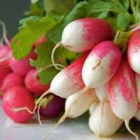 Семена редиса и редьки