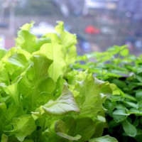 Семена салата