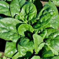 Семена шпината