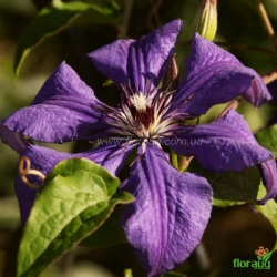 Клематис Elegia (Элегия)