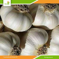 Чеснок посадочный Алейский яровой 10кг