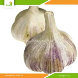 Чеснок посадочный Дюшес (Украина) 10кг