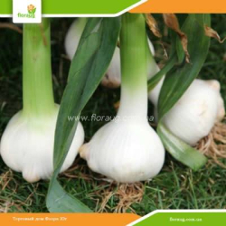 Чеснок посадочный Рокамболь (Украина) 10 кг