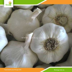 Чеснок посадочный Сочинский 56 яровой 10кг