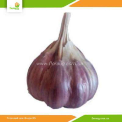 Чеснок посадочный Спас озимый (Украина) 10кг