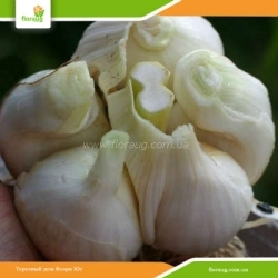 Чеснок посадочный Рокамболь (Украина) 500 г