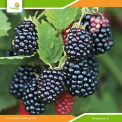 Саженцы ежевики Честер (Chester)