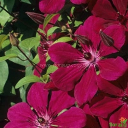 Клематис Allanah (Аллана)
