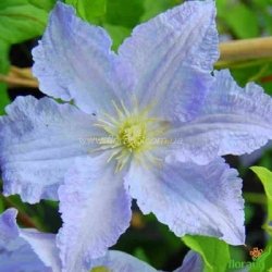 Клематис Blue Angel (Блю Ангел)