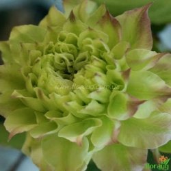 Клематіс Midori (Мідорі)