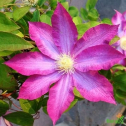 Клематис Pink Champagne, Kakio (Пинк Шампань, Какио)