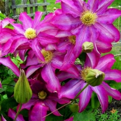 Клематис Pink Champagne, Kakio (Пинк Шампань, Какио)