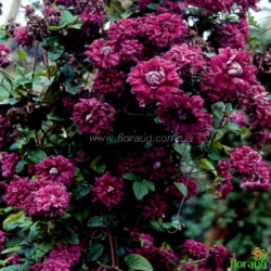 Клематис Purpurea plena elegans (Пурпуреа Плена Элеганс)