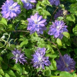Клематис Teshio (Тешио)