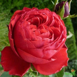 Роза Травиата (Traviata)