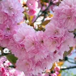 Сакура Канзан (Kanzan)