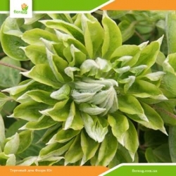 Клематис Green Passion (Грин Пэшн)