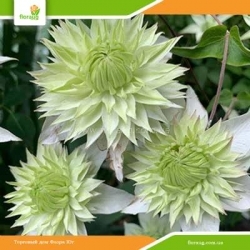 Клематис Green Passion (Грин Пэшн)