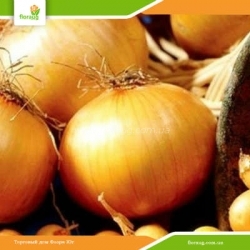 Лук севок Коррадо F1 (Голландия) 500г