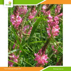 Семена Эспарцет 100г