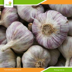 Посадочный чеснок Любаша озимый (Украина) 10кг