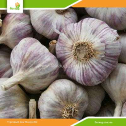 Посадочный чеснок Любаша озимый (Украина) 480 кг