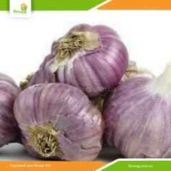 Посадочный чеснок Софиевский озимый (Украина) 10кг