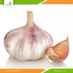 Посадочный чеснок Парадор озимый (Голландия)  500г