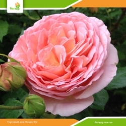 Роза Абрахам Дерби (Abraham Darby) английская