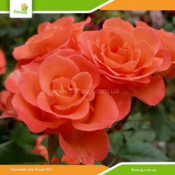 Роза Алегрия (Alegria) спрей