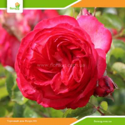 Роза Антик (Antike) плетистая