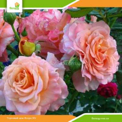 Роза Августа Луиза (Augusta Luise)