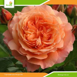 Роза Бельведер (Belvedere) шраб