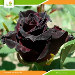 Роза Блэк Баккара (Black Baccara)